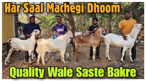 Ghar Ke Pale Howe Saste Bakre In Manori Big Qurbani Goat Reasonable