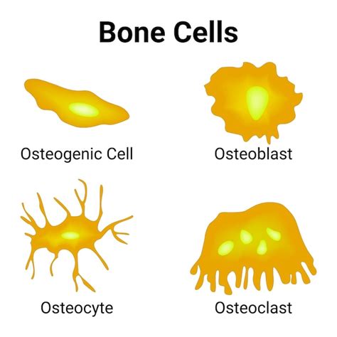 Premium Vector Bone Cells Osteogenic Cell Osteoblast Osteocyte