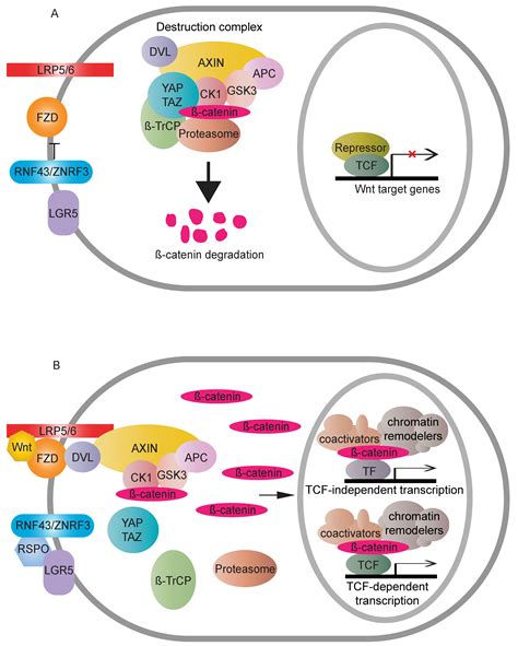 Transcriptional Regulation Of Wnt Catenin Pathway In Colorectal