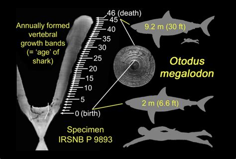 Newborn Megalodons Were Six-Foot Cannibals, Study Says