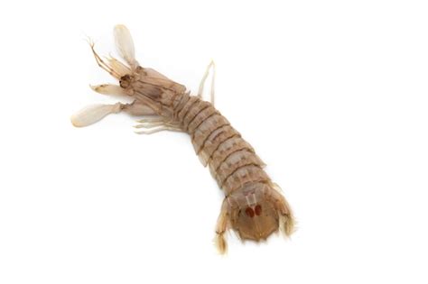 Premium Photo Mantis Shrimp Isolated On White Background The Squilla