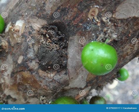 Jabuticaba El Fruto Inmaduro Verde Y Esférico Que Crece Directamente En