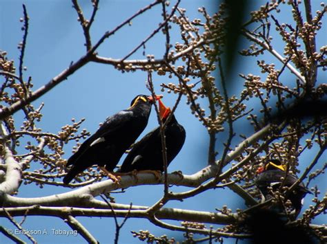 Common Hill Myna Palawan Subspecies Gracula Religiosa Palawanensis