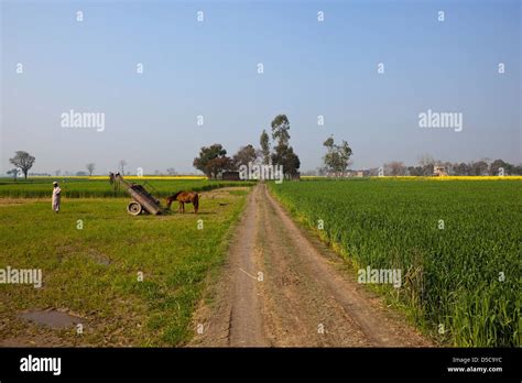 Punjabi Farmer Hi Res Stock Photography And Images Alamy