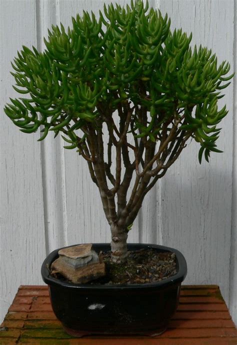 Crassula tetragona ... | Succulent bonsai, Succulent gardening, Succulents