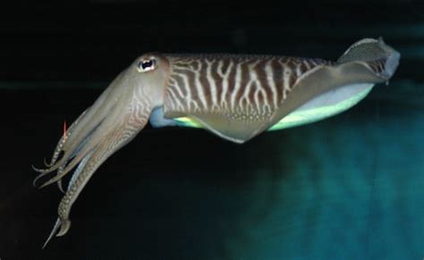 Sepia Officinalis Common Cuttlefish Gewone Zeekat Flickr