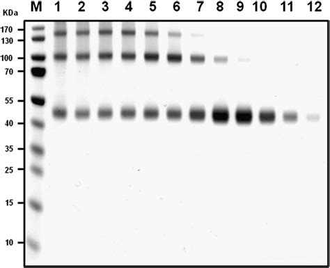 Sds Page Analysis Of Opt Hasct Size Exclusion Chromatography A Total