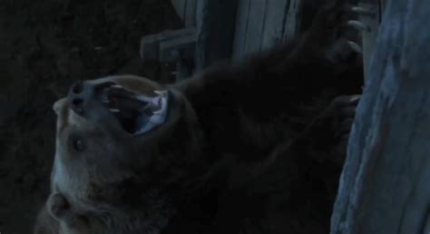 Bart The Bear Steals The Show On Latest Episode Of ‘Game Of Thrones ...