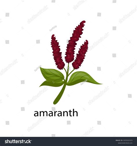 102 Red Amaranthus Illustration Images Stock Photos And Vectors