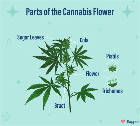 What Is Cannabis Flower Ultimate Beginners Guide Nuggmd