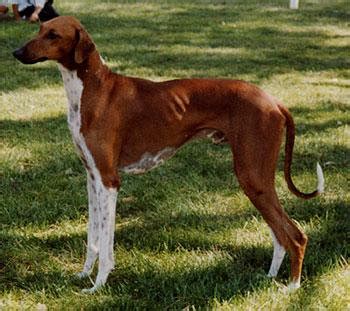 Azawakh Dog Breed Information - American Kennel Club