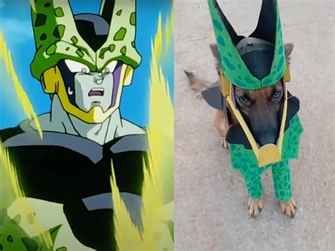 Perro Se Hace Viral Por Su Disfraz De Cell El Villano De Dragon Ball Z