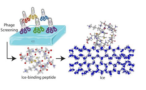 EPFL A Virus To Identify Small Peptide Mimics Of Antifreeze Proteins