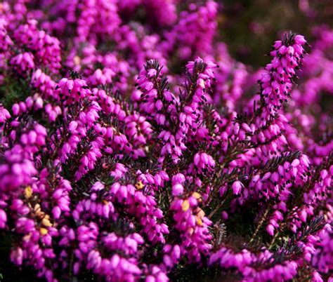 Calluna Scotch Heather Seeds - Calluna Vulgaris