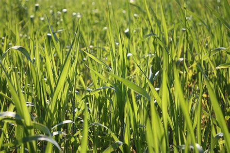 Rye Diseases And Pests Description Uses Propagation