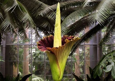 Bunga Bangkai Raksasa Yang Terancam Punah Amorphophallus Titanum