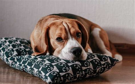 Fever in Dogs: Causes, Symptoms and Treatment | Pets Best