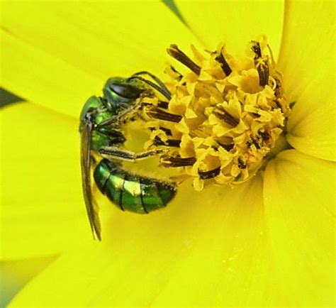 Pollinators My Metallic Green Bees