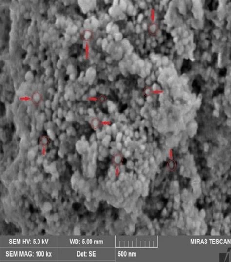 SEM Micrograph Of AgNPs Synthesized Using Leaves Extract Of S