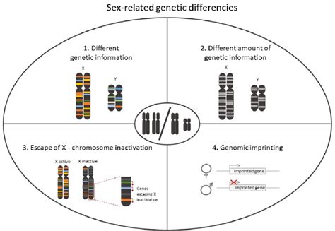 Representation Of The Main Genetic Differences In Mammalian Sex Download Scientific Diagram