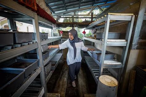 Foto Urai Sampah Organik Dengan Budidaya Maggot Di Bandung Ayo Bandung