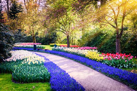 Blauwe Bloeiende Planten X Mooie Blauwe Bloemen Tijd Voor Je Tuin