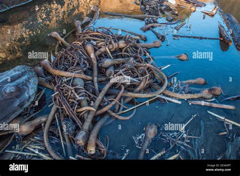 Bull Kelp On A Beach Hi Res Stock Photography And Images Alamy