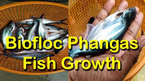 Ll Biofloc Ll Phangas Fish Growth Impotent Biofloc Update L