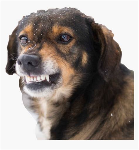 Funny Dog Smiling Teeth