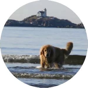 Cape Neddick Beach - Whois - xwhos.com