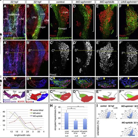 Complementary Ephrinb And Ephb B Expression Controls Hepatoblast