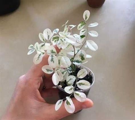 Брейния снежная фото и описание