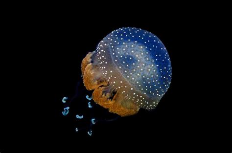 Cnidarios Medusas Corales Anémonas Hydras Ciencia Y Biología