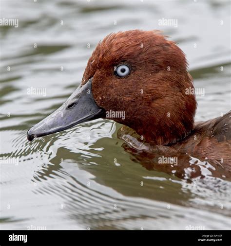 Portrait Of A Ferruginous Duck Aythya Nyroca Adult Male Helston