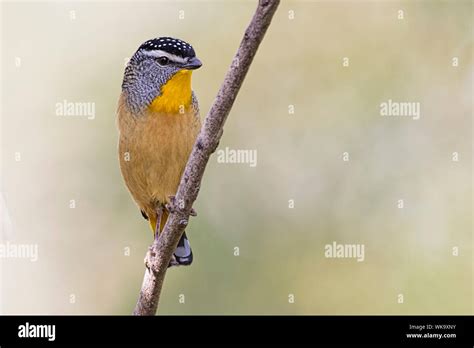 Spotted Pardalote Pardalotus Punctatus Woodlands Historic Park