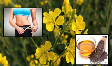 Mustard Oil చలికాలంలో శరీర ఉష్ణోగ్రతలు పెంచే ఆవనూనె మసాజ్ ఈ నూనెతో ఇంకా అనేక ప్రయోజనాలు