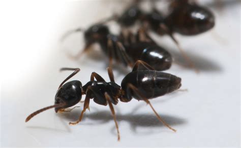 Odorous House Ant Worker One Among Many V 0214fade Pest Management Professional