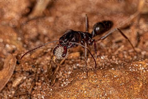 Adult Trap Jaw Ant Stock Photo At Vecteezy