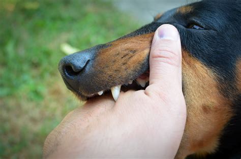 Estes são os sinais de raiva canina e se foi transmitida a humanos