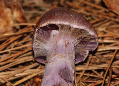 Cortinario vioáceo Cortinarius camphoratus Picture Mushroom