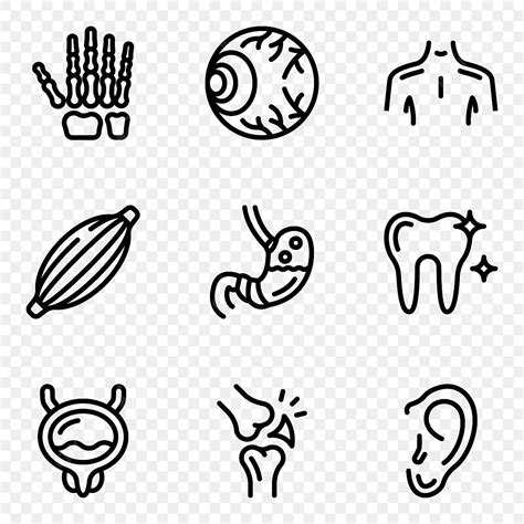 Body Organs Line Icons Pack Body Drawing Icons Pack Line Icons Png