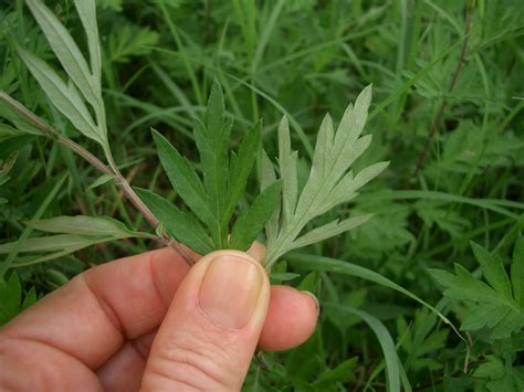 Asteraceae Artemisia Verlotiorum Lamotte Donzell Ajenjo Chinese Mugwort