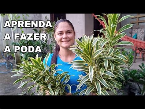 PLEOMELE APRENDA A FAZER A PODA YouTube