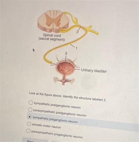 Solved Look at the figure above. Identify the structure | Chegg.com