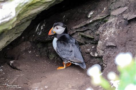 Skellig Michael, Ireland's Number One Attraction (It's EPIC) - American ...