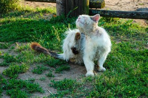 Cómo Curar Heridas Con Gusanos En Gatos