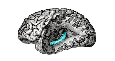 How your brain is like a film editor