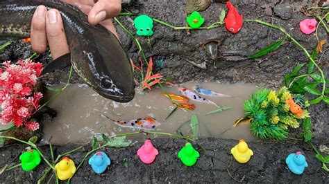 Wadidaw Tangkap Ikan Gabus Ikan Sapu Sapu Ikan Koki Ikan Koi Ikan