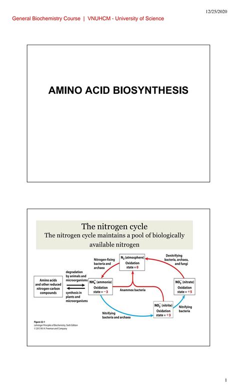 SOLUTION: biochemistry amino acid biosynthesis - Studypool