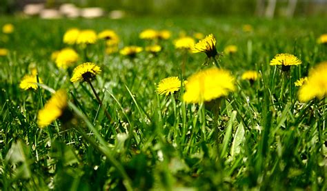 Free Images Nature Blossom Field Lawn Meadow Dandelion Prairie